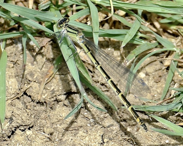 common blue damselfly